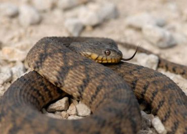 Diamondback water snake