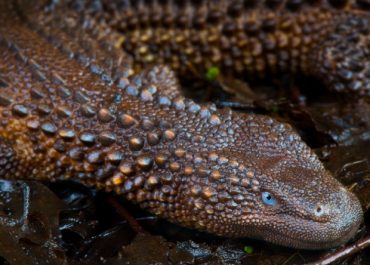 Earless monitor lizard
