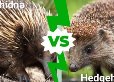 Echidna vs Hedgehog