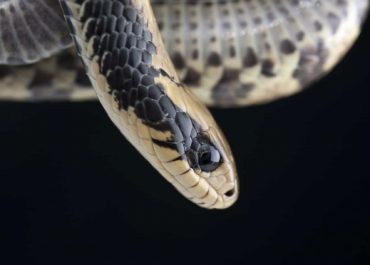 False water cobra
