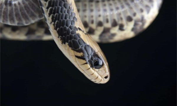False water cobra