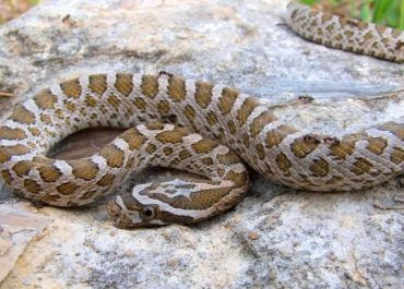 Great plains Rat snake