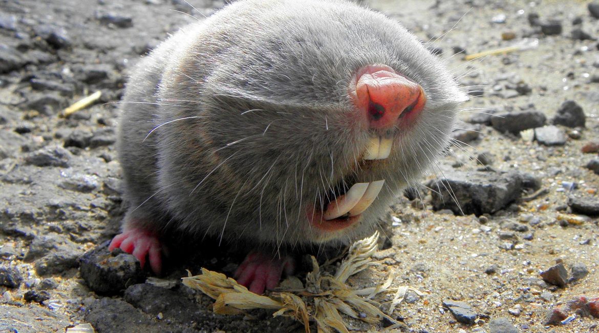 Greater blind mole
