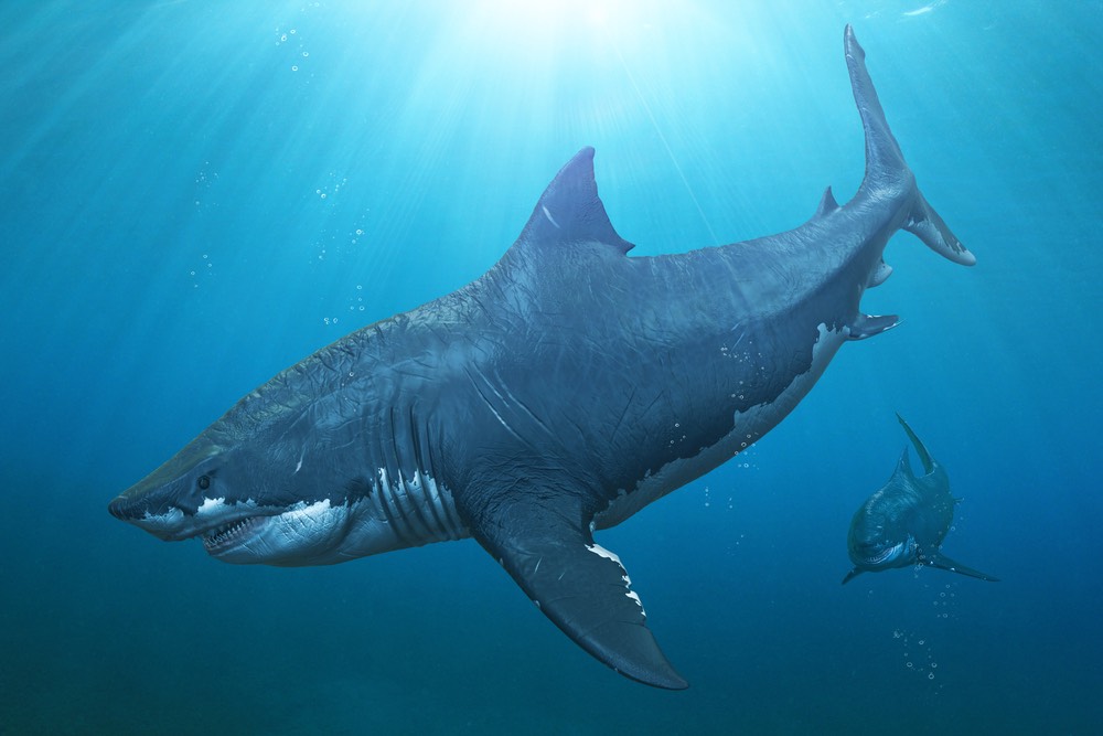 How big is Megalodon