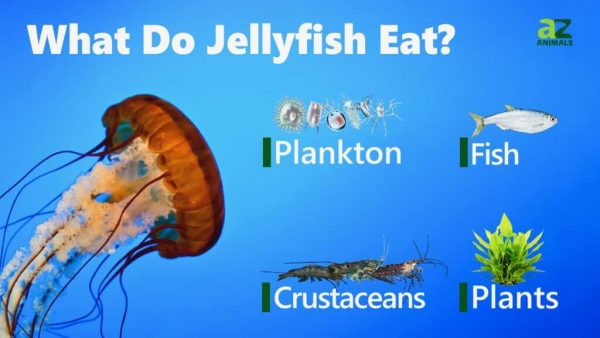 What do Jellyfish eat