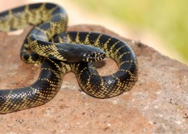 King snake texas
