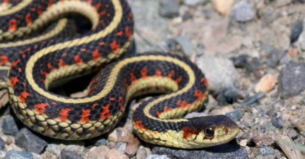Louisiana snakes