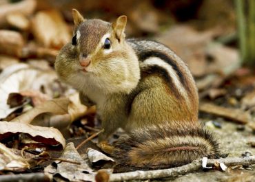 Do Chipmunks hibernate