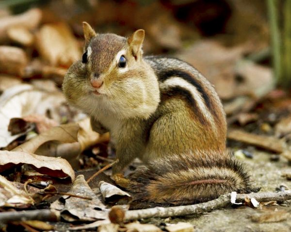 Do Chipmunks hibernate