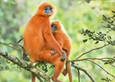 Maroon langur facts