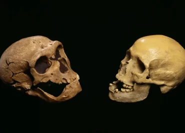 Neanderthal vs Homosapien