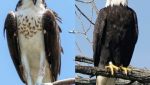Osprey vs Eagle
