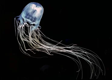 Chironex Fleckeri jellyfish (Sea Wasp)
