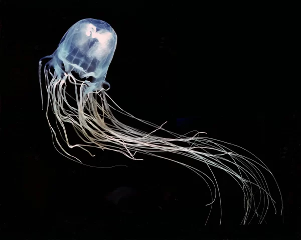 Chironex Fleckeri jellyfish (Sea Wasp)