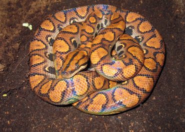 Rainbow boa