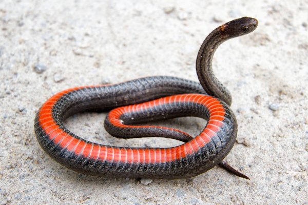 Red Snakes