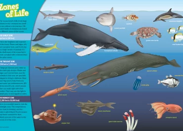 Which animal lives in ocean?