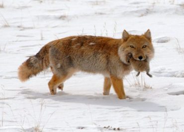 Tibetan fox