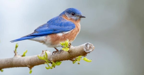 Types of blue birds