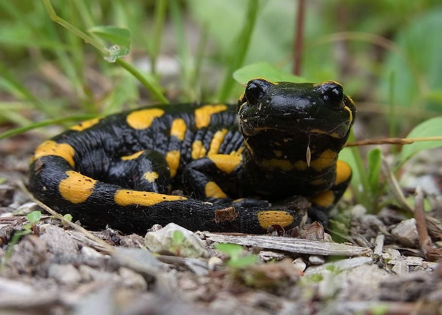 Yellow spotted lizard