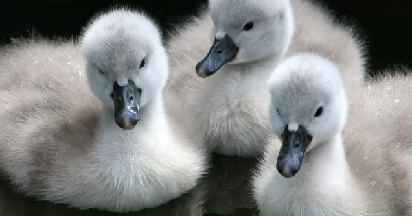 Baby swan