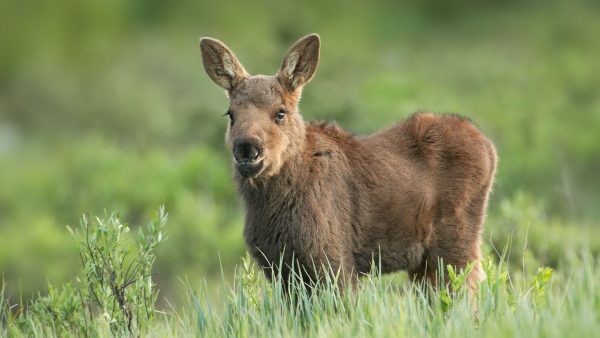Baby moose