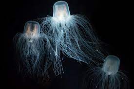 Chiropsalmus Quadrigatus jellyfish