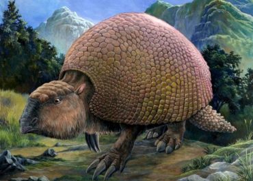 Giant armadillo