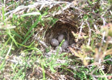 Ground nesting birds