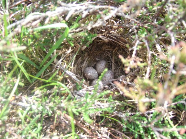 Ground nesting birds