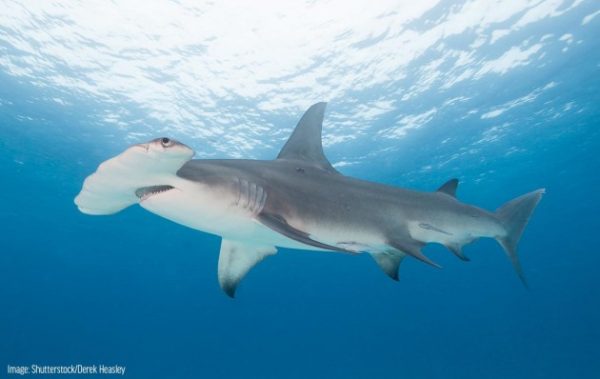 hammerhead