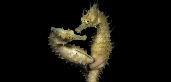 seahorse