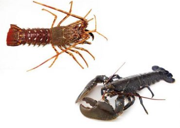crayfish vs crawfish