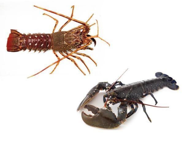 crayfish vs crawfish