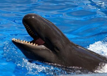 What is the largest oceanic dolphin?