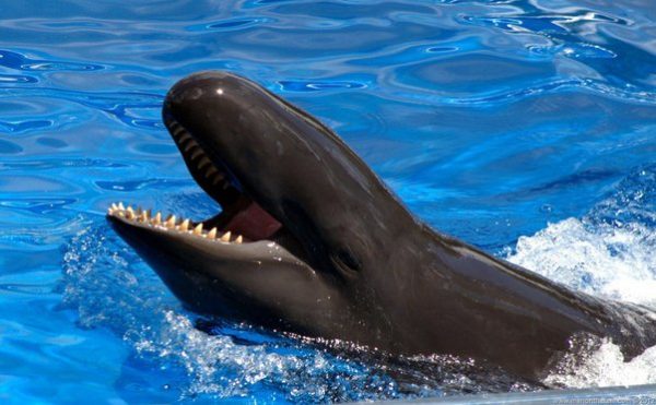 What is the largest oceanic dolphin?