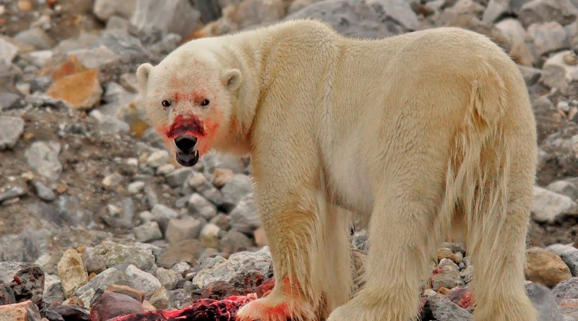 Are Polar bears dangerous?