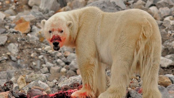 Are Polar bears dangerous?