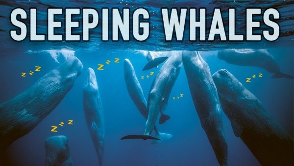 How do whales sleep