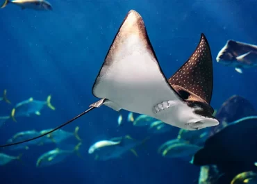 Mobula Ray