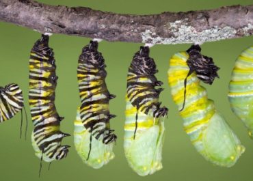 monarch caterpillar