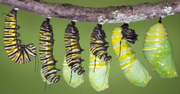 monarch caterpillar