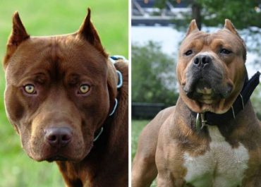 American Bulldog vs Pitbull