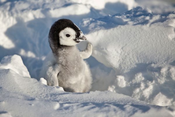 Baby penguin
