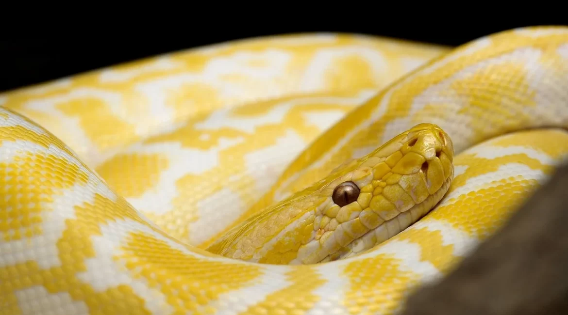 Yellow snakes