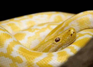 Yellow snakes