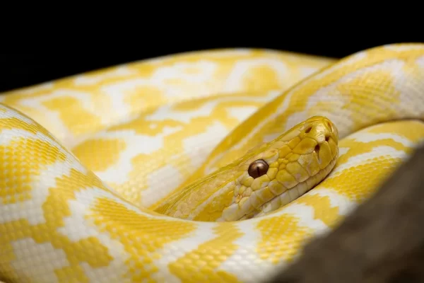 Yellow snakes