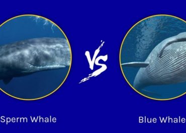 Sperm whale vs Blue whale