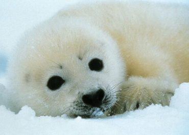 Baby Seal