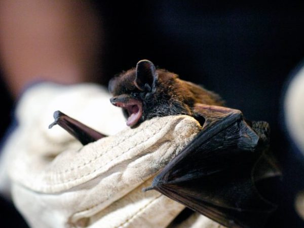 Bat Bite